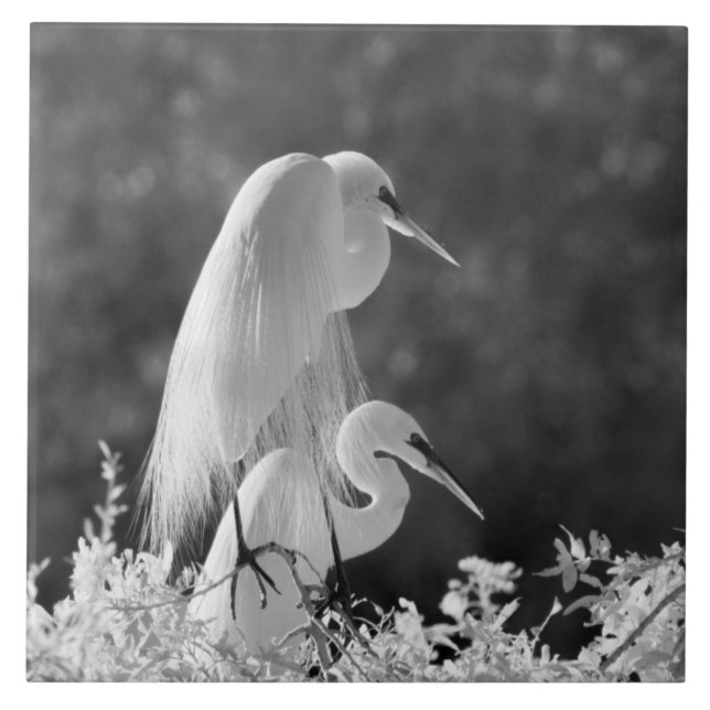 Carreau États-Unis, Floride, Grande Aigrette (Ardea alba)  (Devant)