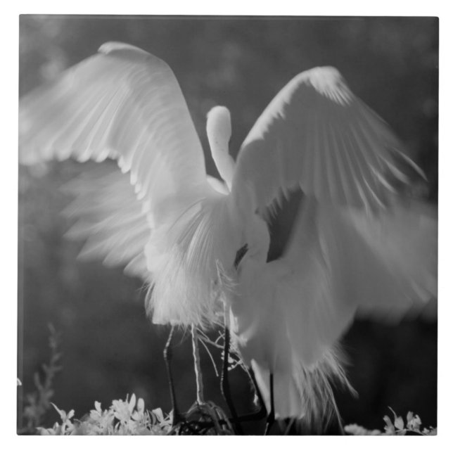Carreau États-Unis, Floride, Grande Aigrette (Ardea alba)  (Devant)