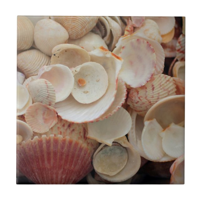Carreau États-Unis, Floride. Gros plan de coquillages sur  (Devant)