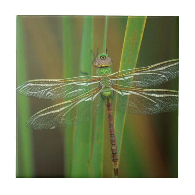 Carreau États-Unis, Géorgie. Libellule aeshne vert sur des (Devant)
