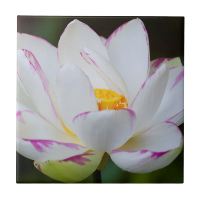 Carreau États-Unis, Géorgie, Savannah, fleurs de lotus (Devant)