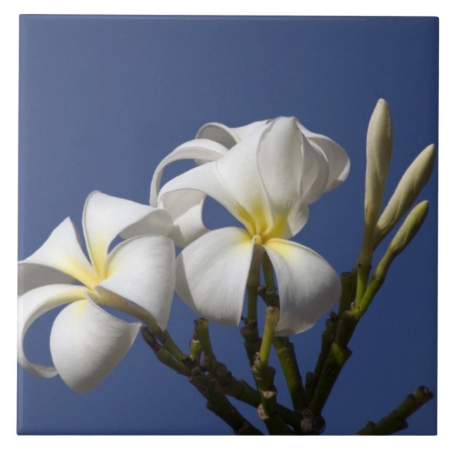Carreau États-Unis, Hawaï, Kauai, plumeria blanc. (Devant)
