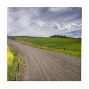 Carreau États-Unis, Idaho, comté d'Idaho, champ de canola