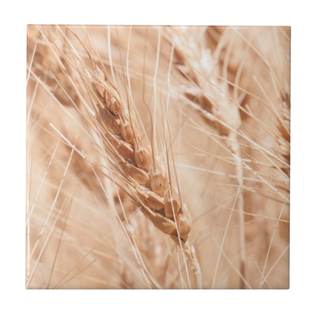 Carreau États-Unis, Kansas, Blé à la récolte (Devant)