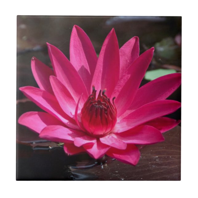 Carreau États-Unis, Kansas, Nénuphar rouge vif (Devant)