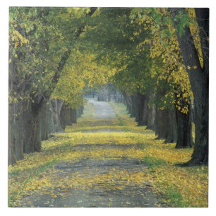 Carreau États-Unis, Kentucky, Louisville. Route bordée d'a