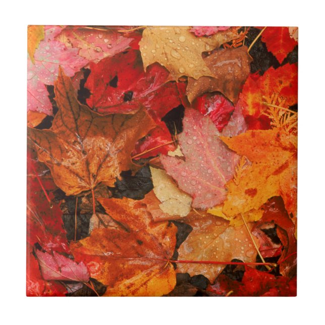 Carreau États-Unis, Maine. Feuilles d'érable en automne (Devant)
