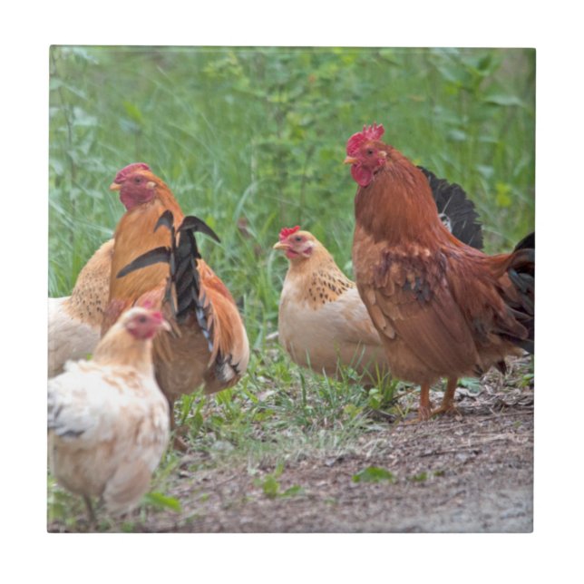 Carreau États-Unis, Nebraska. Poules (Devant)