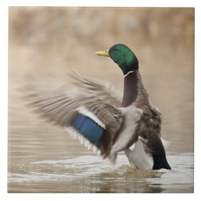 Carreau États-Unis, Oregon, Baskett Slough National Wildli (Devant)
