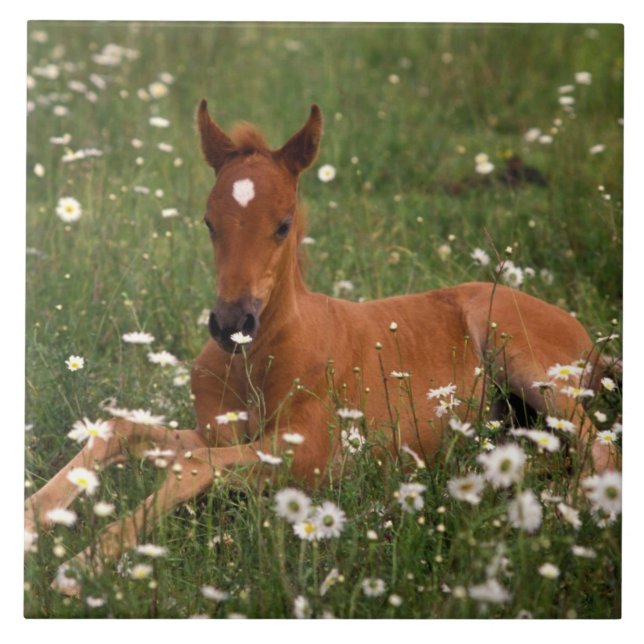Carreau États-Unis, Oregon, Poney arabe. (Devant)