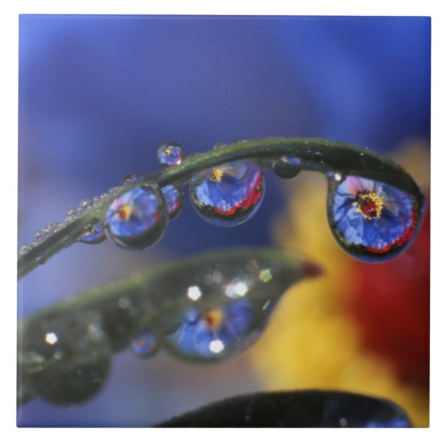 Carreau États-Unis, Oregon, Portland, Gros plan de l'oisea (Devant)