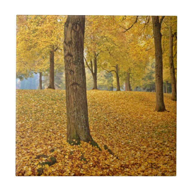 Carreau États-Unis, Oregon, Portland. Linden Trees (Devant)