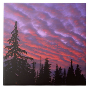 Carreau États-Unis, Oregon, Three Sisters Wilderness, Vivi