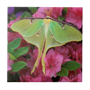 Carreau États-Unis, Pennsylvanie. Moth luna sur clématite