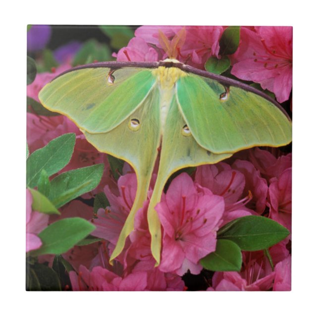 Carreau États-Unis, Pennsylvanie. Moth luna sur clématite  (Devant)