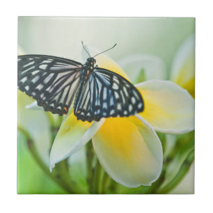 Carreau États-Unis, Pennsylvanie. Papillon swallowtail