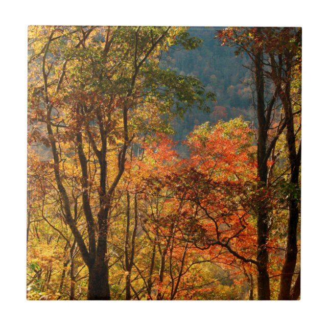 Carreau États-Unis, Tennessee. Feuillage d'automne (Devant)