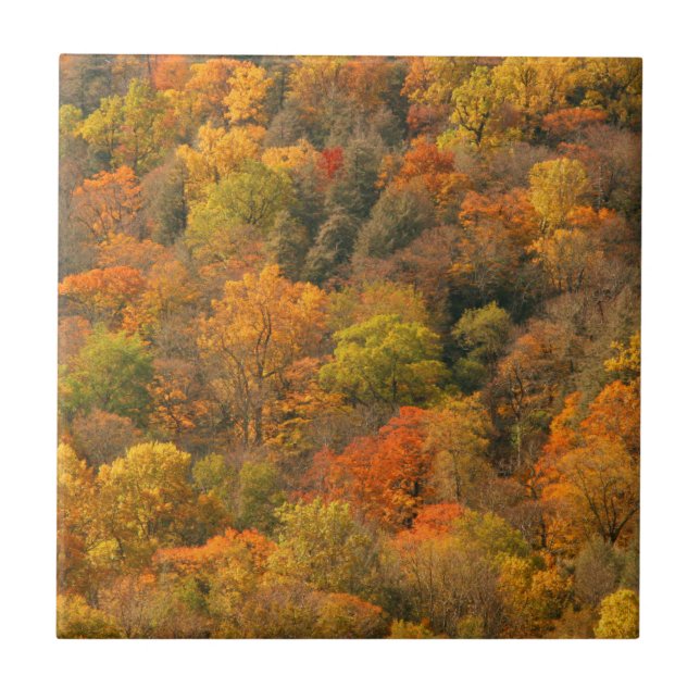 Carreau États-Unis, Tennessee. Feuillage d'automne 2 (Devant)