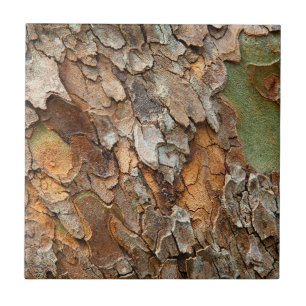 Carreau États-Unis, Tennessee, Gros Plan Sur Un Arbre