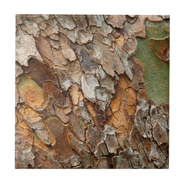 Carreau États-Unis, Tennessee, Gros Plan Sur Un Arbre (Devant)