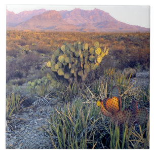 Carreau États-Unis, Texas, Big Bend NP. Un crépuscule rose