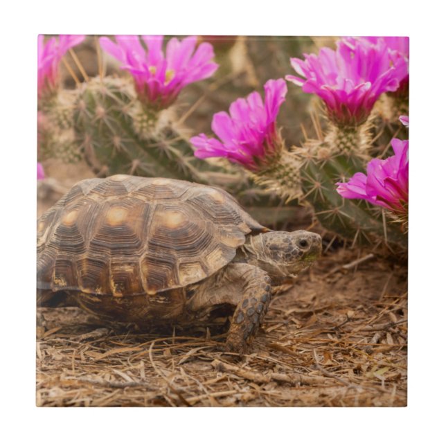 Carreau États-Unis, Texas, comté de Hidalgo. Tortue (Devant)