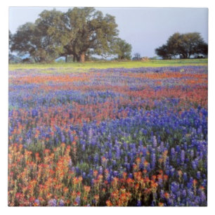 Carreau États-Unis, Texas, Llano. Bluebonnets et redbonne