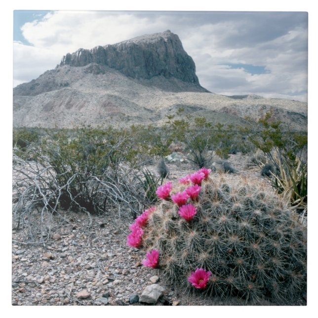 Carreau États-Unis, Texas, Parc national de Big Bend. Flor (Devant)