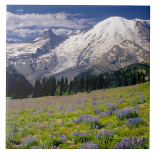 Carreau États-Unis, Washington, Parc national du Mont Rai