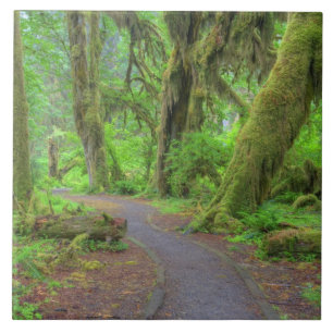 Carreau États-Unis, Washington, Parc national Olympique, H