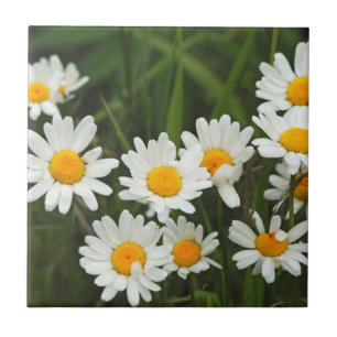 Carreau États-Unis, Washington, Seattle, Puget Sound 3