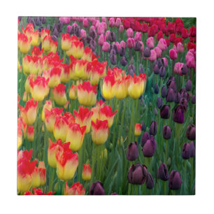 Carreau États-Unis, Washington. Tulipes en fleurs 2