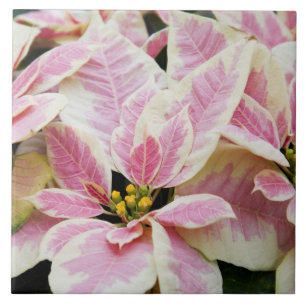 Carreau États-Unis, Washington, Woodinville, Molbak's Nurs