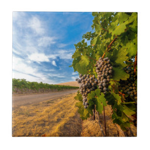 Carreau États-Unis, Washington, Yakima Valley. Raisins Mer
