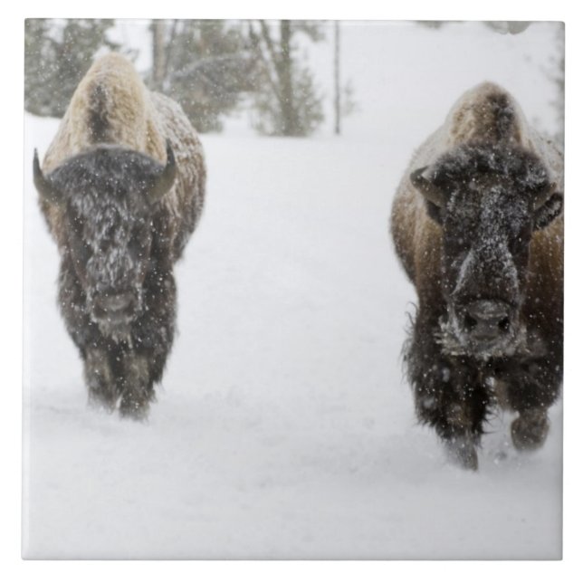Carreau États-Unis, WY, parc national de Yellowstone, Biso (Devant)