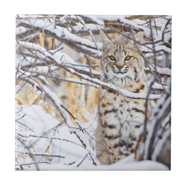 Carreau États-Unis, Wyoming, Bobcat (Devant)