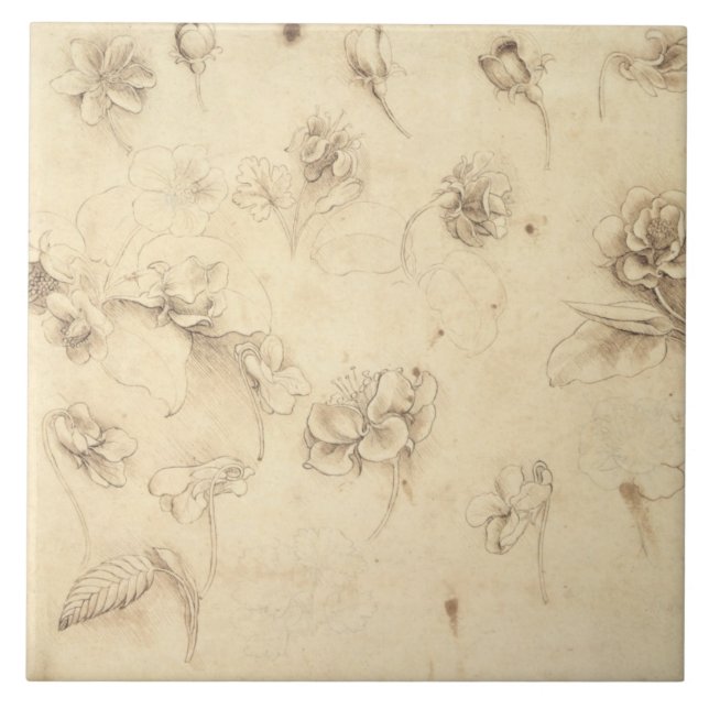 Carreau Étude des fleurs de Herbe-comme des plantes (Briza (Devant)