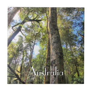 Carreau Eucalyptus gommiers de la forêt pluviale australie