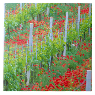 Carreau Europe, Italie, Toscane. Coquelicots rouges coloré