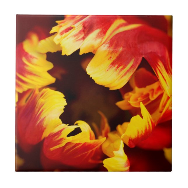 Carreau Europe, Pays-Bas, Lisse. Tulipe perroquet (Devant)