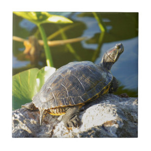Carreau Exposer au soleil