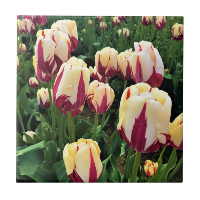 Carreau Expression mondiale tulips, Oregon (Devant)