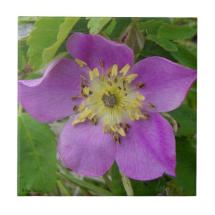 Carreau F13 Rose sauvage de l'Alberta Rosier épineux