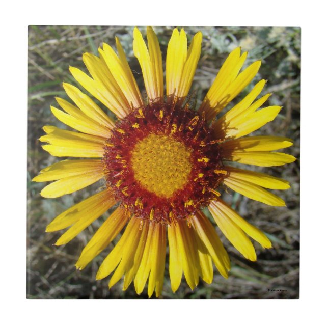Carreau F1 Gaillardia fleur sauvage jaune (Devant)