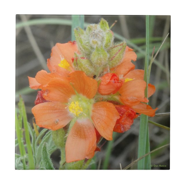Carreau F40 Fleurs sauvages orange Malope à fleurs écarlat (Devant)