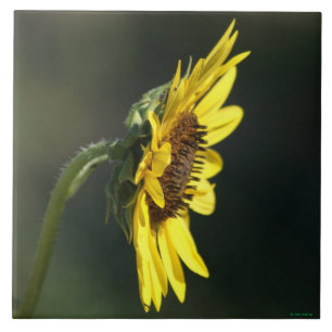 Carreau F43 Fleur sauvage jaune Susan aux yeux noirs