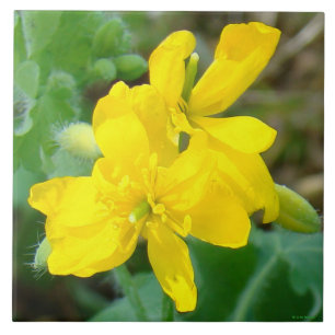 Carreau F44 Fleurs sauvages jaunes Moutarde sauvage