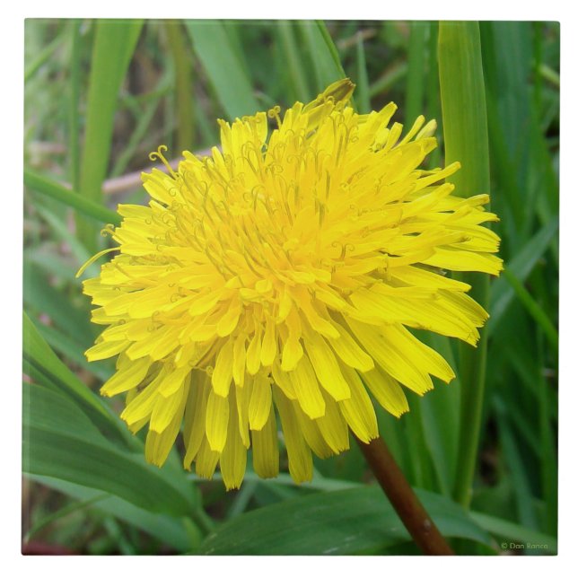 Carreau F45 Pissenlit "Taraxacum officinale" (Devant)