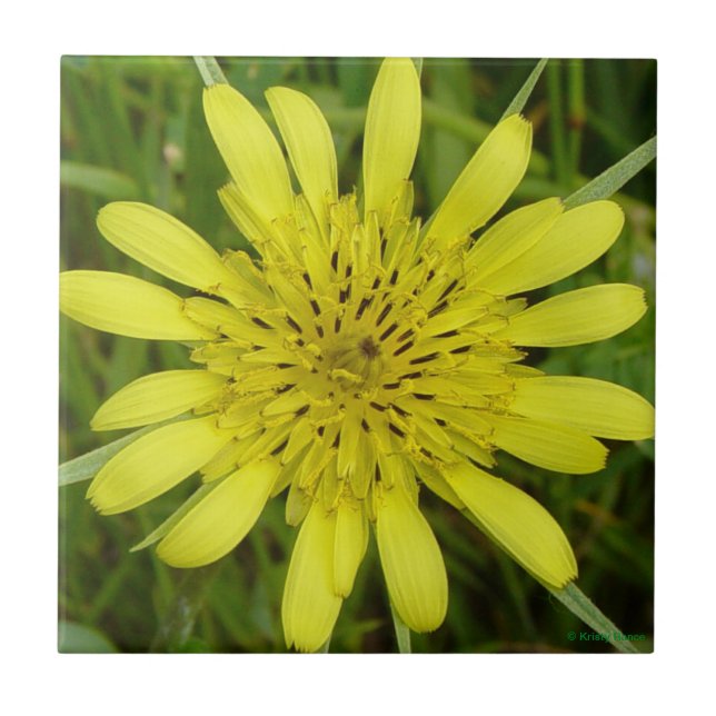 Carreau F9 Fleur sauvage jaune Barbe-de-bouc (Devant)