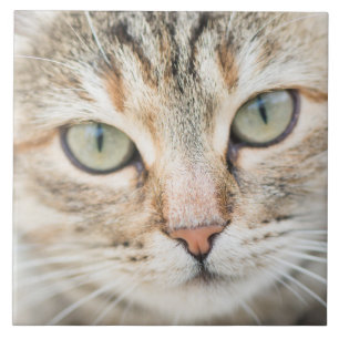 Carreau Face de chat